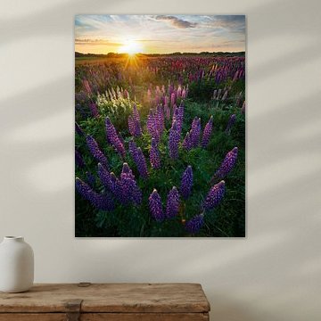 Lupin field at sunset