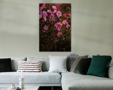 Roze Bloemen in Oma's Tuin - Muskuskaasjeskruid