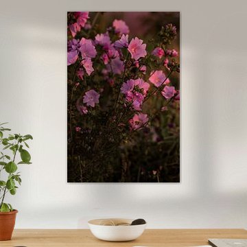 Pink Flowers in Grandma's Garden - Malva moschata
