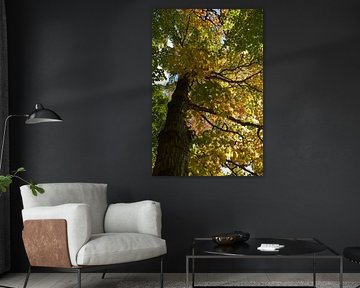 A maple forest in autumn by Claude Laprise