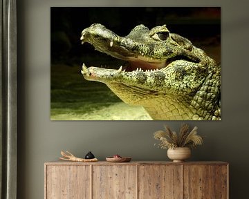Loughing crocodile by Rico Ködder