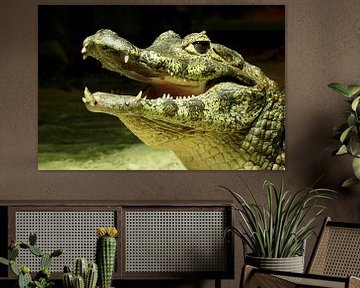 Ein lachendes Krokodil von Rico Ködder