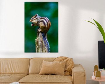 Siberian ground squirrel on the lookout by Anne Ponsen