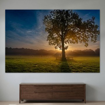 Misty autumn morning, lovely sunshine with cows in the meadow