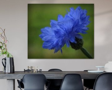Bluebottle Boutonniere Flower van Marthijn van Tellingen