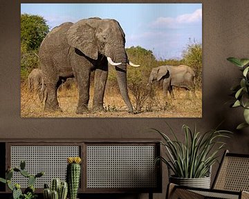Elephants - Africa wildlife van W. Woyke