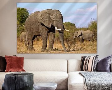 Elefanten - Afrika wildlife 
