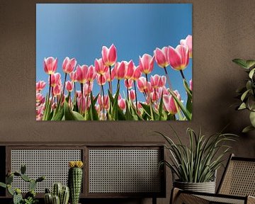 Roze tulpen tegen blauwe lucht van Fotografie Egmond