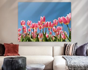 Pink tulips against blue sky by Fotografie Egmond