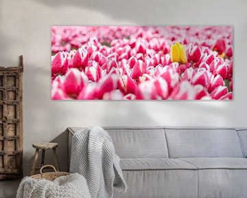 Gele tulp tussen roze tulpen panorama van Fotografie Egmond