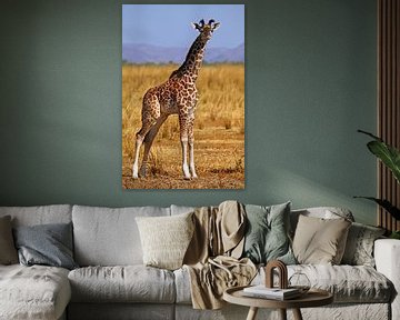 Young Giraffe - Africa wildlife van W. Woyke