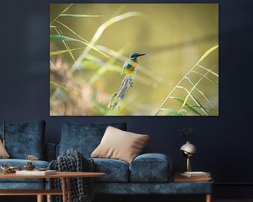 Kingfisher on branch in morning sun by Lisa Vrugteveen