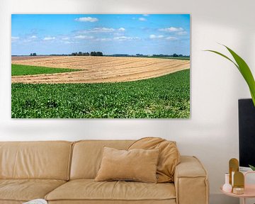 Sugar beet and wheat