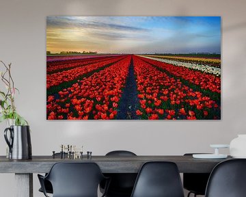 Mooi rood tulpenveld tijdens de zonsondergang van John Leeninga