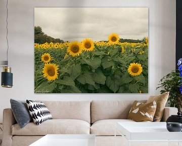 Sunflowers by Diederik De Mezel