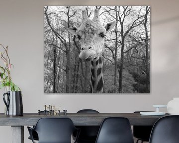 Giraffe in black and white by Jose Lok