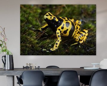 Bijengifkikker (Dendrobates leucomelas) van Ronald Pol