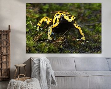Bijengifkikker (Dendrobates leucomelas) van Ronald Pol