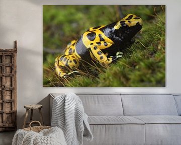 Bijengifkikker (Dendrobates leucomelas) van Ronald Pol