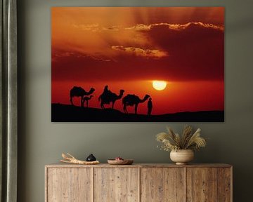 Dromedarissen (Camelus dromedarius) in de woestijn bij zonsondergang van Nature in Stock