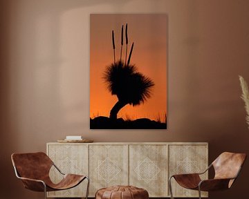 Silhouet van een Grasboom (Xanthorrhoea preissii) bij zonsondergang van Nature in Stock