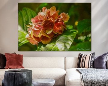 Hortensia in de herfst van Art By AngelEye