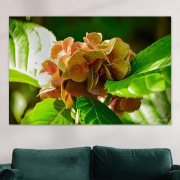 Hortensie im Herbst