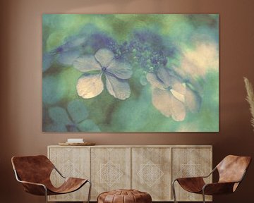 Hydrangea by Elles Rijsdijk
