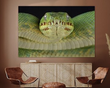 Grüne Hundskopfboa (Corallus caninus) von Ronald Pol