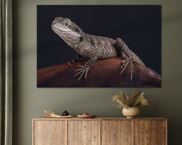 Australische Wasseragame (Intellagama lesueurii) von Ronald Pol