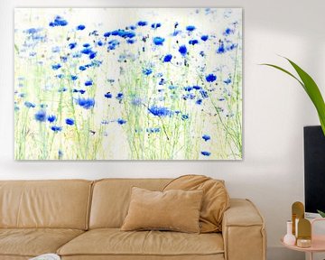 cornflowers, painted with light