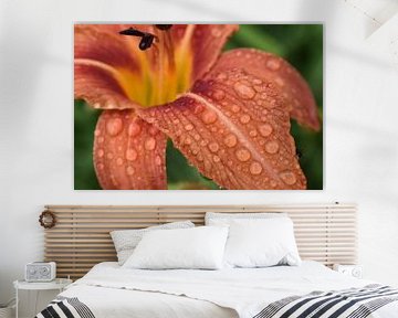 A flower in the garden after the rain by Claude Laprise