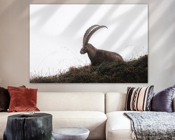 Steinbock in den Schweizer Alpen | Wildlife | Reisefotografie von Laura Dijkslag