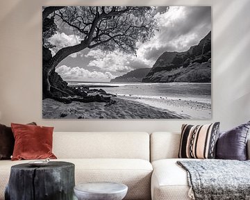 Lone tree on beach