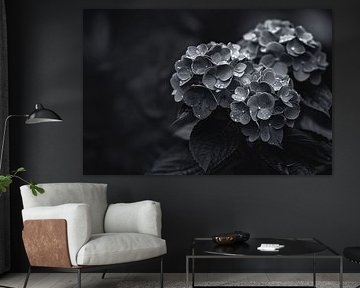 Hydrangeas in Vaas