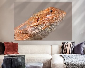 Baardagame (Pogona vitticeps) van Ronald Pol