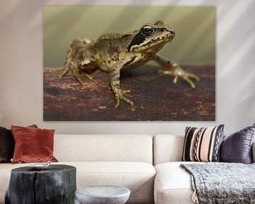 Braunfrosch (Rana temporaria) von Ronald Pol