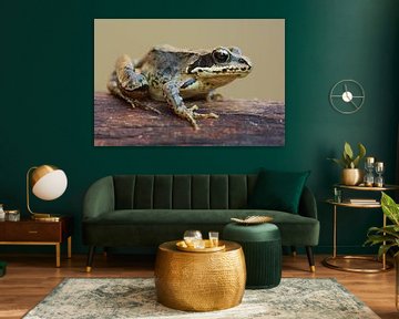 Braunfrosch (Rana temporaria) von Ronald Pol