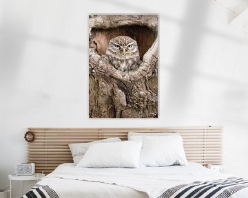 Steenuil (Athene noctua) van Ronald Pol