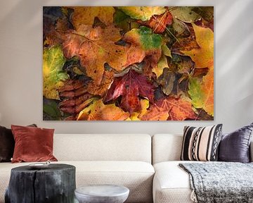 Autumn foliage in the forest by Claude Laprise