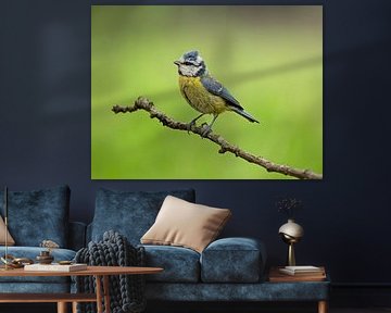 Blue tit on a branch