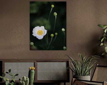 White anemone, flower and buds by Anne Wil Stegeman