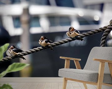 Zwaluw vogeltjes die op een lijn zitten in de haven.