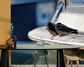 Zwaluw vogeltjes die op een lijn zitten in de haven.