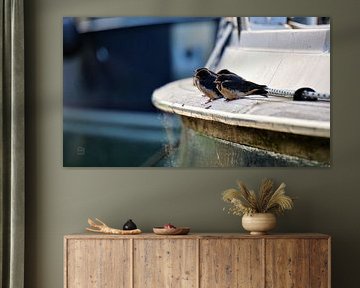 Zwaluw vogeltjes die op een lijn zitten in de haven.