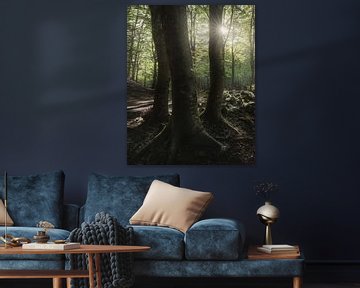 Three trees in the forest, Tuscan Apennines by Stefano Orazzini