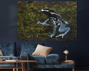 Malerfrosch (Dendrobates tinctorius) von Ronald Pol