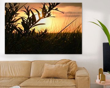 Le soleil brille à travers un buisson