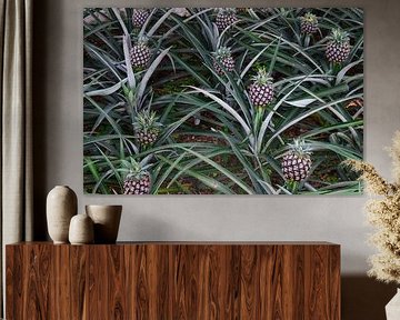 Ananaspflanzen mit Ananasfrüchten in einer Reihe in einer Ananasgärtnerei - Ananas auf Pflanze