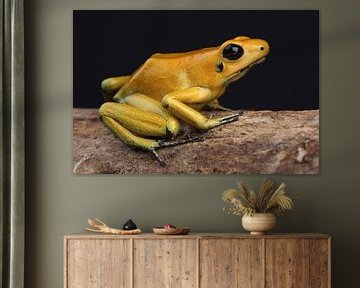 Gelbgold-Giftfrosch (Phyllobates terribilis) von Ronald Pol